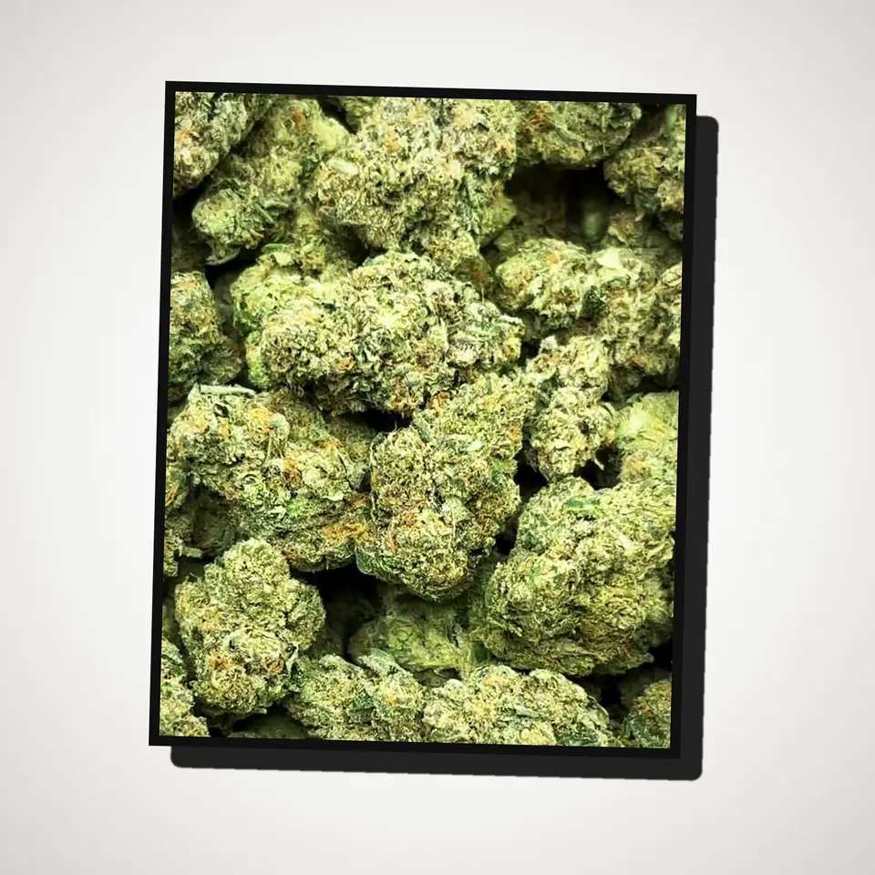 Astro Candy THCA flower straight from the bag, greenhouse
