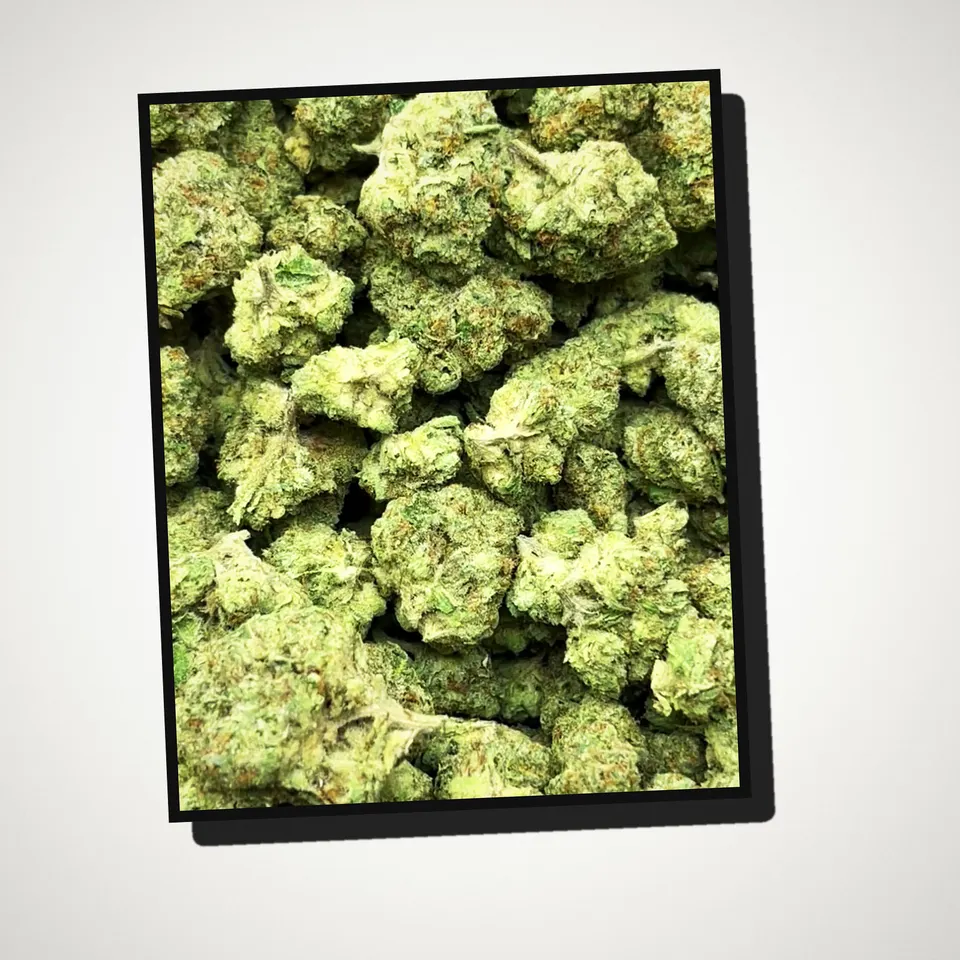 Biscotti Cream THCA flower straight from the bag, greenhouse