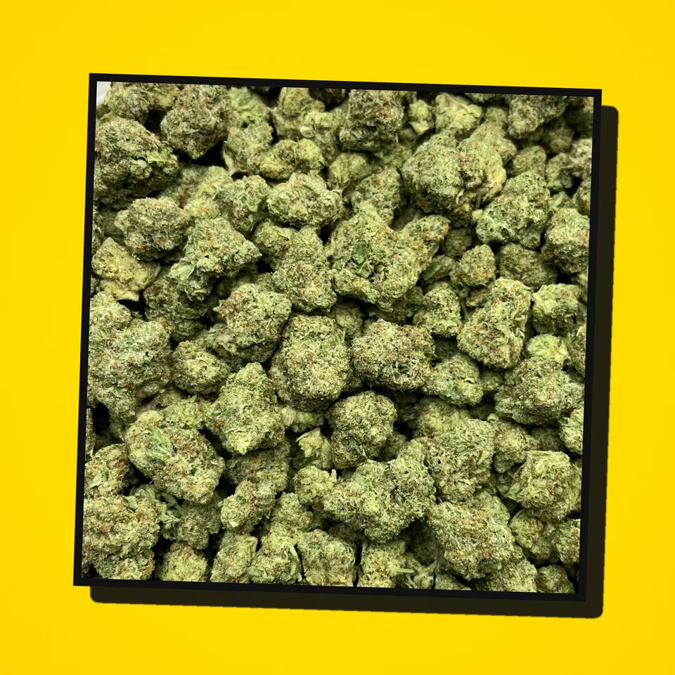 Biscotti Cream THCA flower under the flash, greenhouse