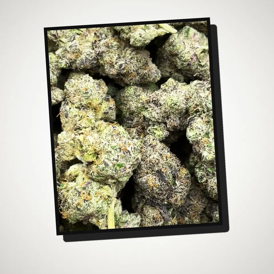 Black Magic THCA flower straight from the bag, greenhouse