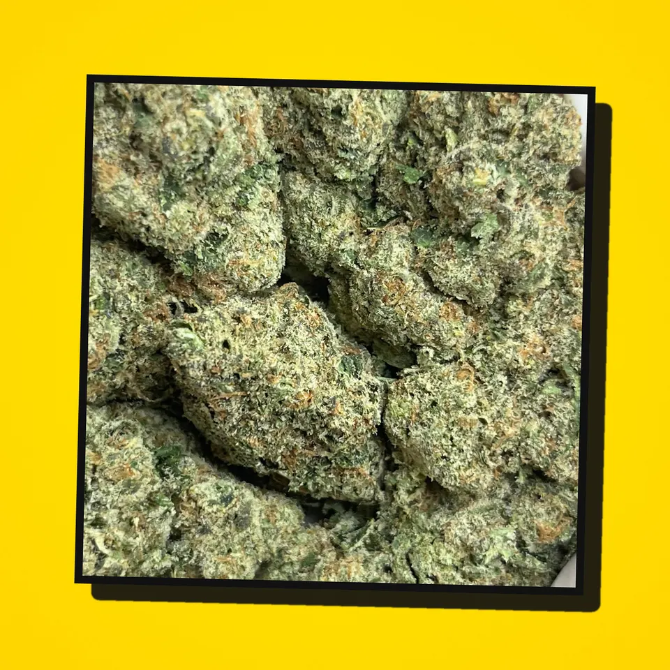 Blue Meteorite THCA flower under the flash, greenhouse