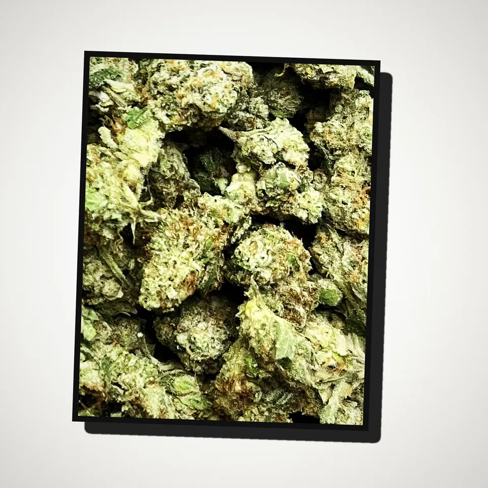 Bubble Bath THCA flower straight from the bag, greenhouse