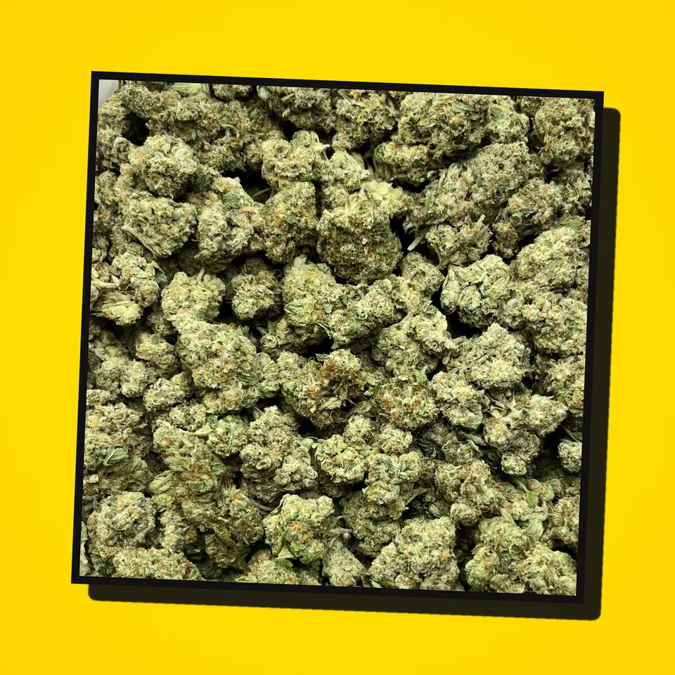 Bubble Bath THCA flower under the flash, greenhouse