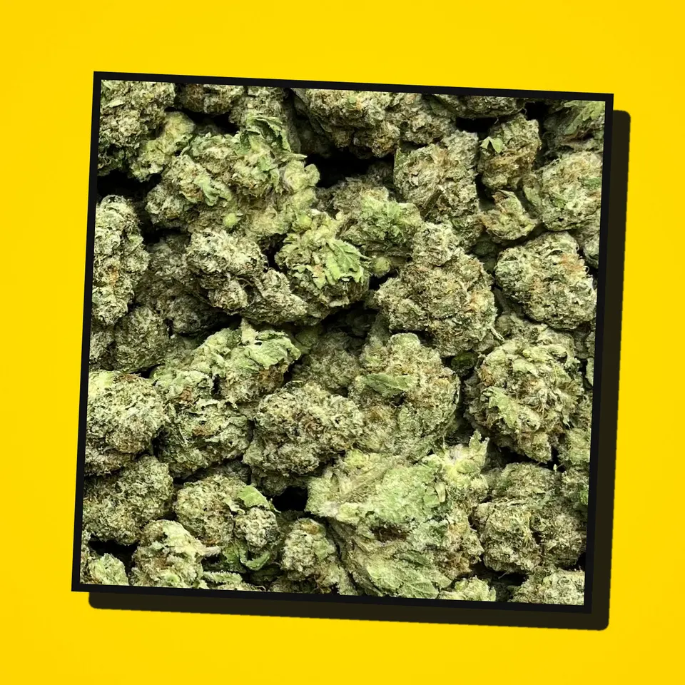 Caked Up Candy THCA flower under the flash, greenhouse