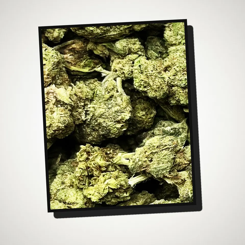 English Tea THCA flower straight from the bag, greenhouse