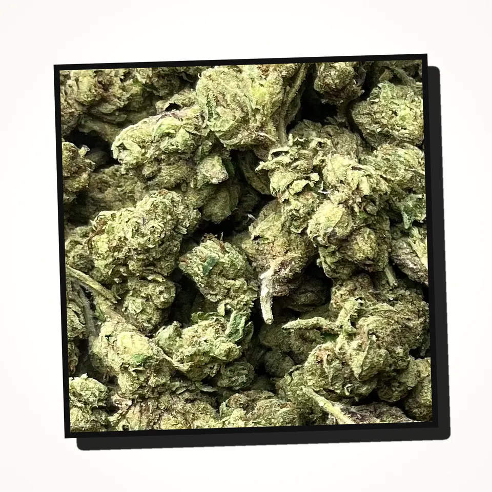 Gelato 33 THCA flower under the flash, greenhouse
