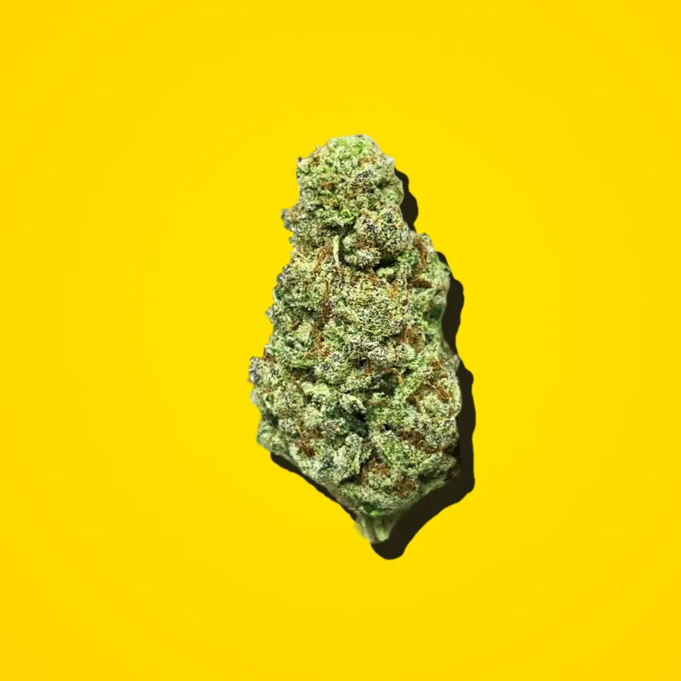 Glitter Bomb THCA flower under the flash, light-dep