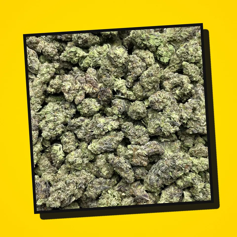 GMO THCA flower under the flash, light-dep