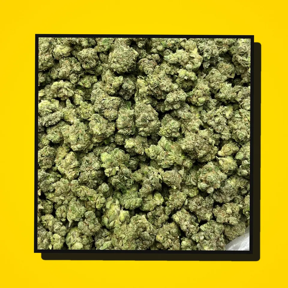 Kandy Kush THCA flower under the flash, greenhouse