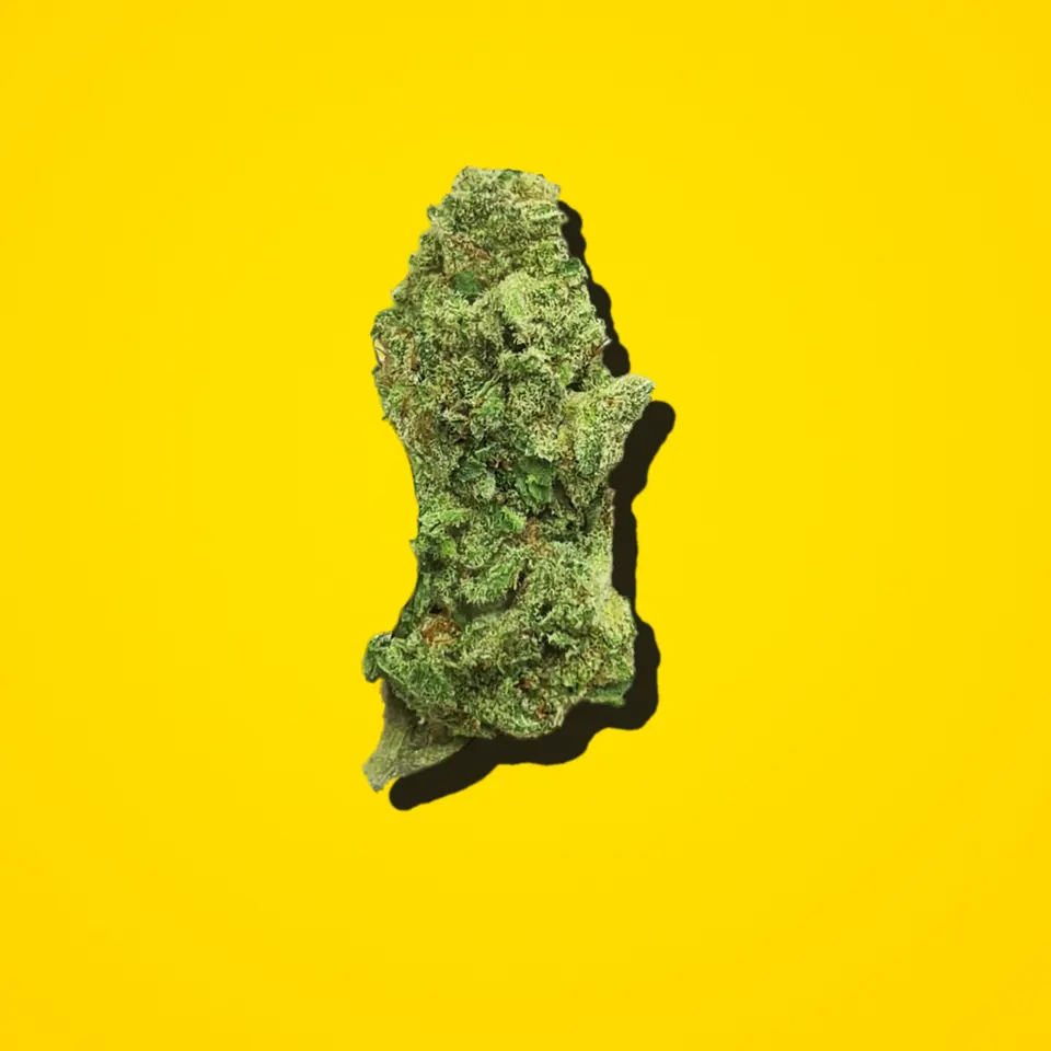 Lemon Kush THCA flower under the flash, indoor