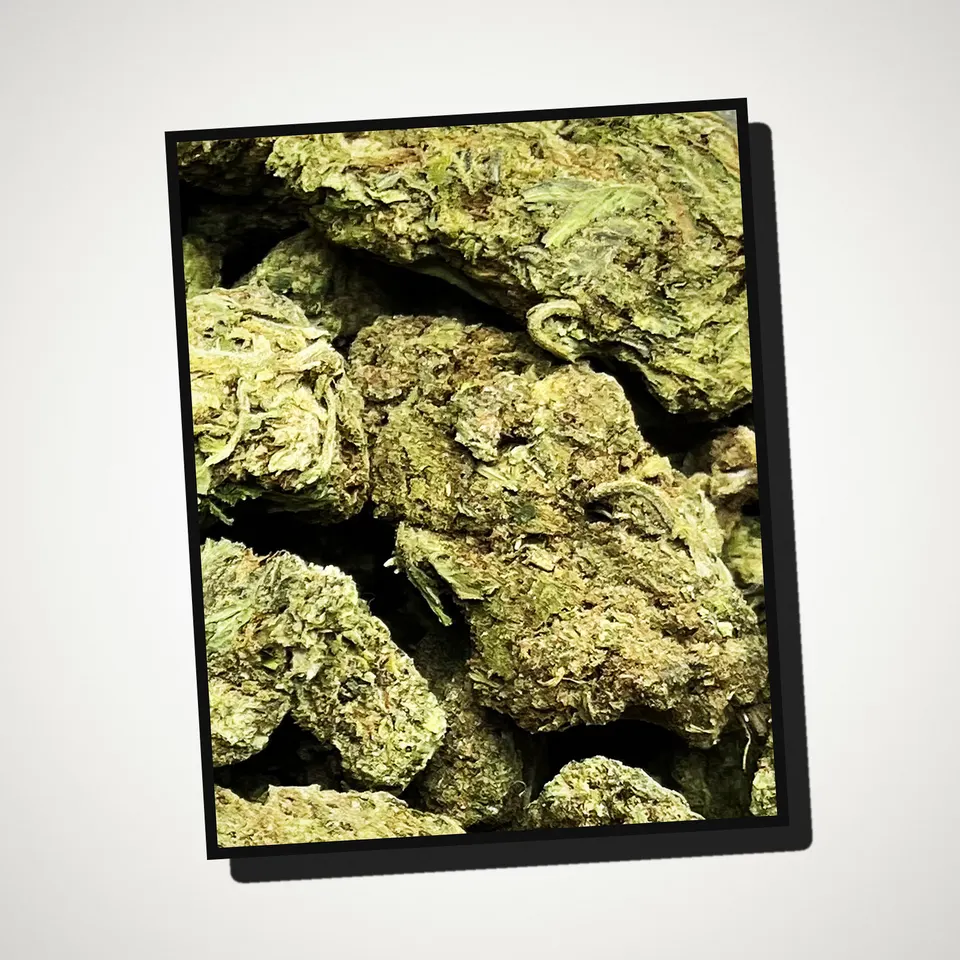 Motor Head THCA flower straight from the bag, greenhouse