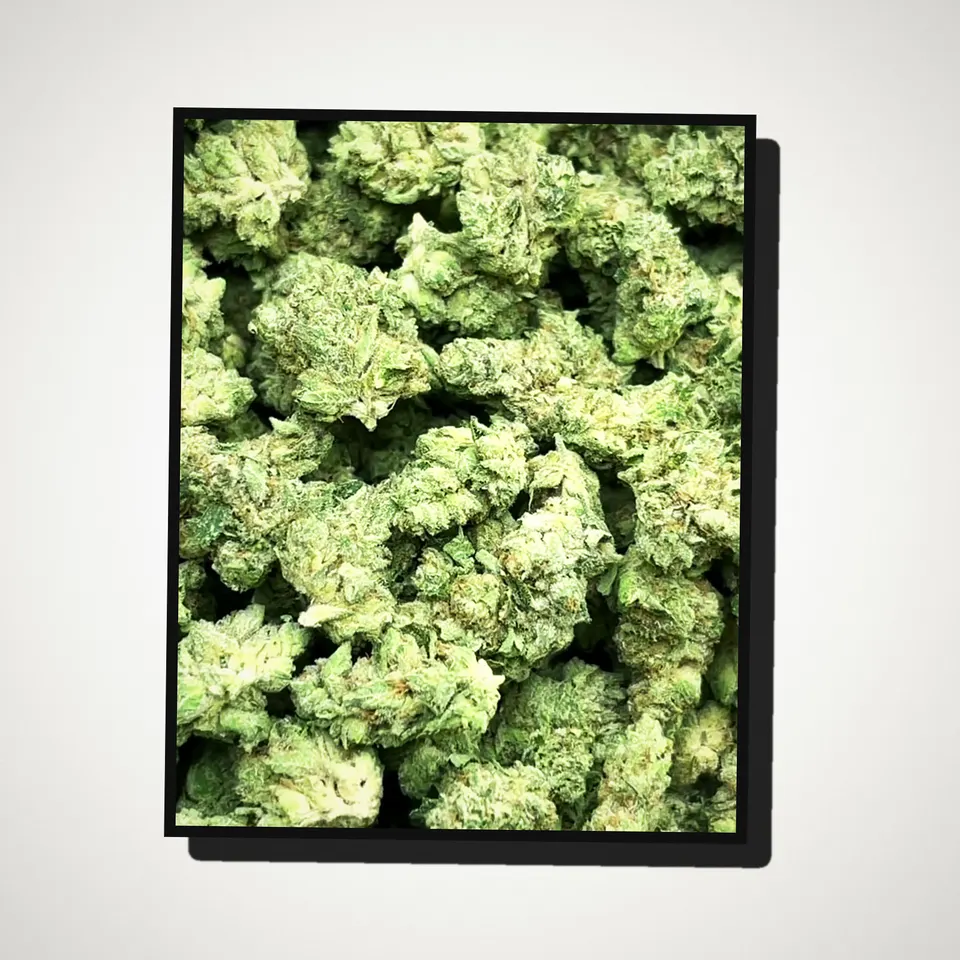 Original Glue THCA flower straight from the bag, indoor