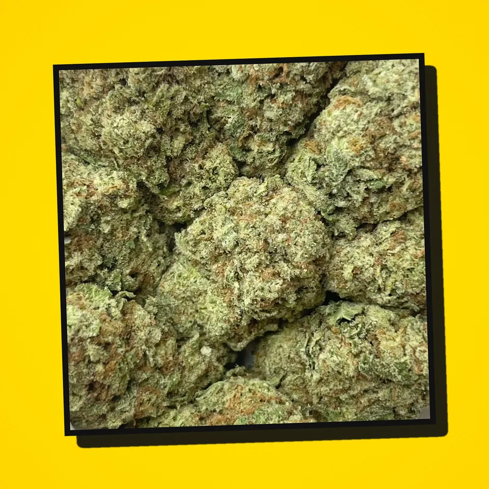 Papaya Punch THCA flower under the flash, greenhouse