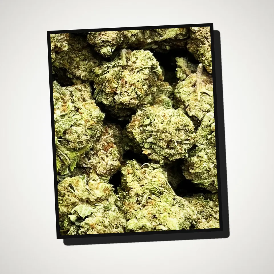 Punch Breath THCA flower straight from the bag, greenhouse