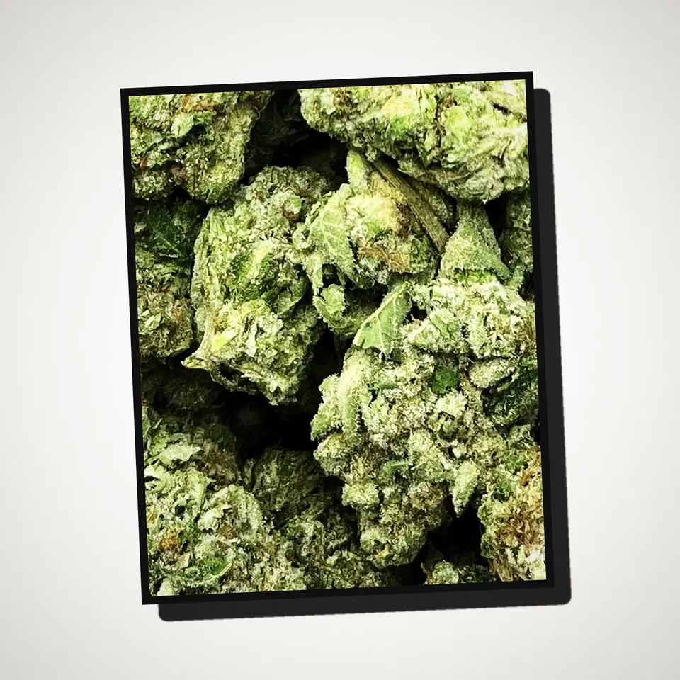 Sherpa 369 THCA flower straight from the bag, greenhouse