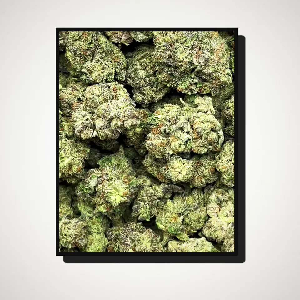 Wedding Pie THCA flower straight from the bag, greenhouse