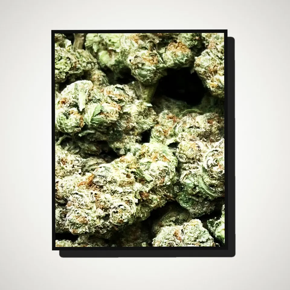 White Russian THCA flower straight from the bag, light-dep