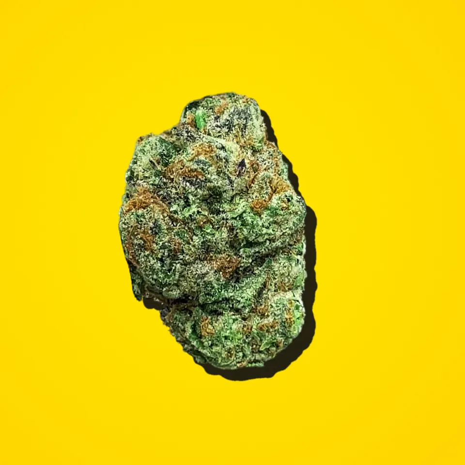 White Russian THCA flower under the flash, light-dep