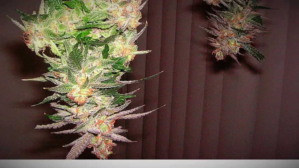 Two cannabis colas hanging upside down to dry