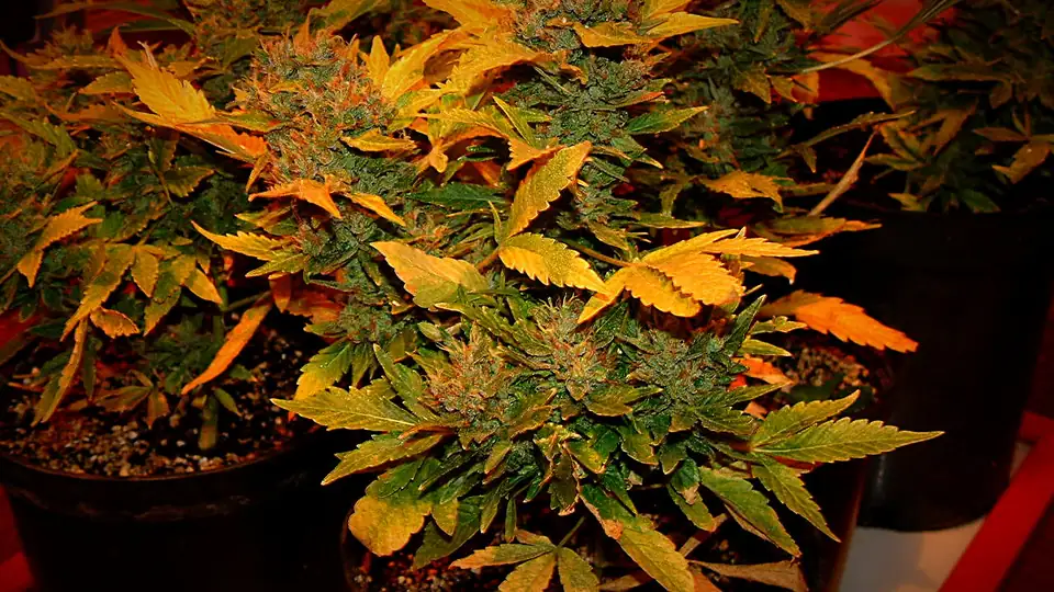 Flowering cannabis plants under warm indoor light