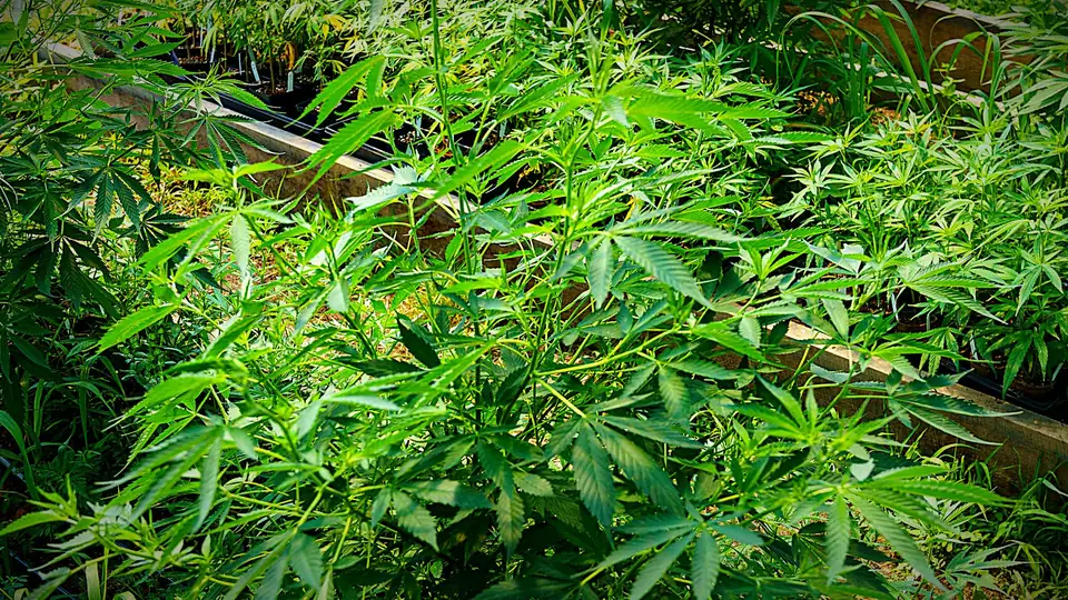 Hemp plants growing inside a hoop greenhouse