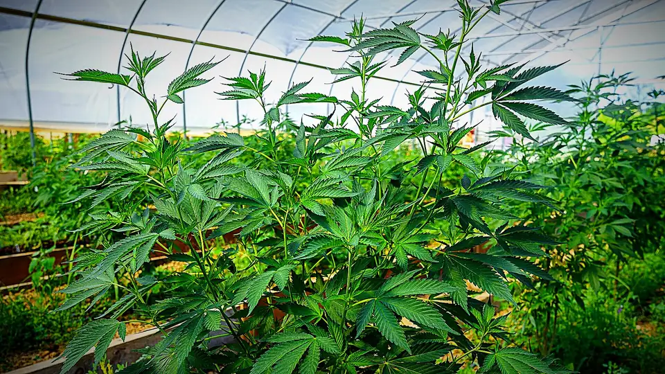 A single large hemp plant inside a greenhouse