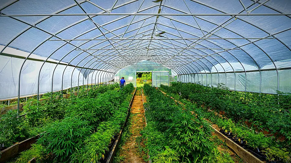 Hoop greenhouse interior with hemp rows and fans