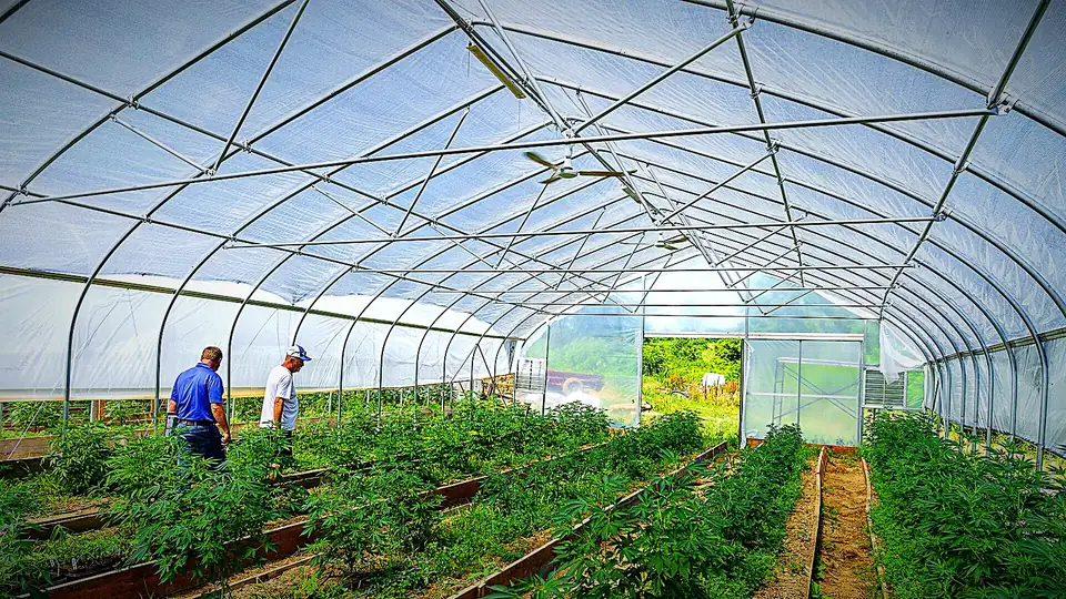 Hoop greenhouse with long rows of hemp