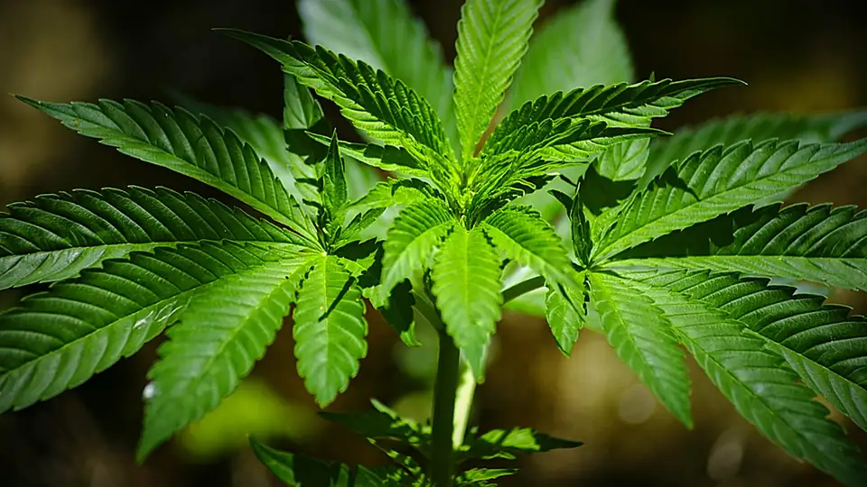 Cannabis plant top with fan leaves on a dark background