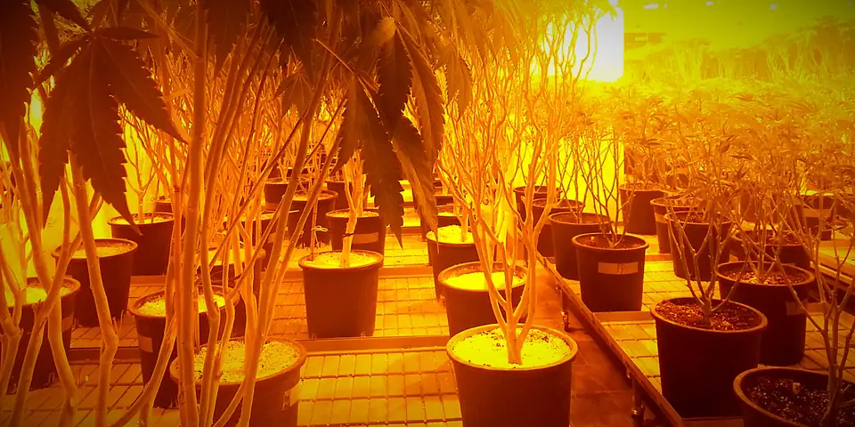 Potted cannabis plants under high-pressure sodium lights