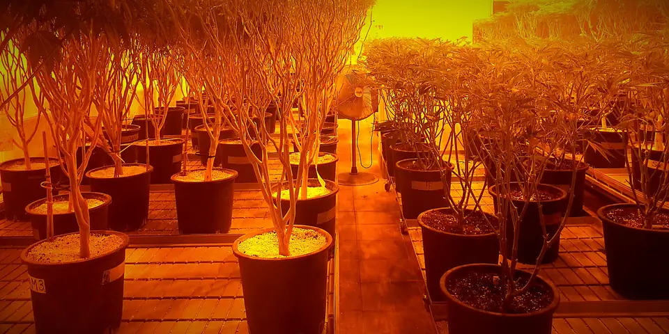 Rows of potted cannabis plants under golden HPS grow lights