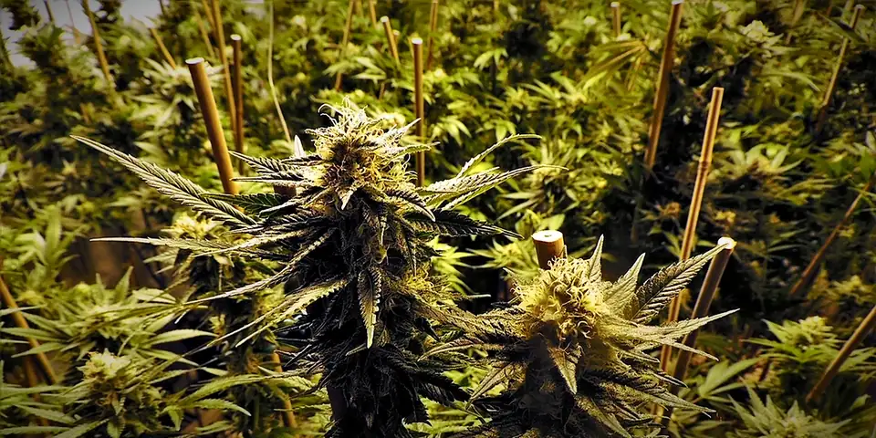 Rows of flowering cannabis colas in an indoor grow