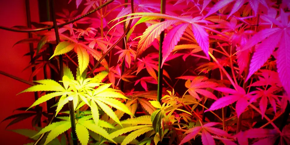 Small indoor grow with a clamp lamp and pink LED light